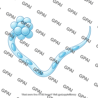 C elegans sperm