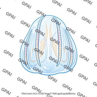 Comb jelly