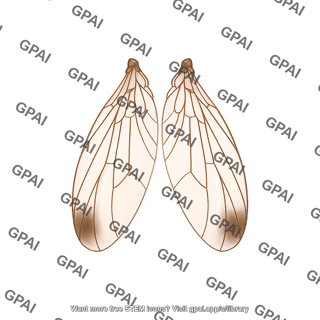 Drosophila suzukii wings