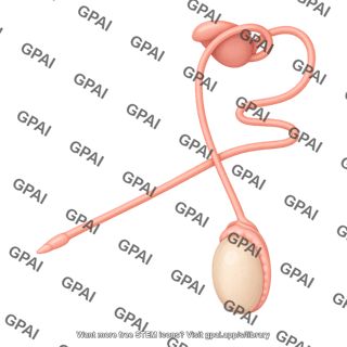 Bull reproductive system