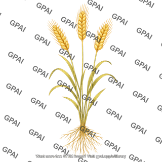 Wheat mature with roots