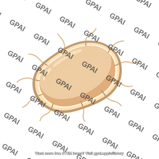 Azotobacter