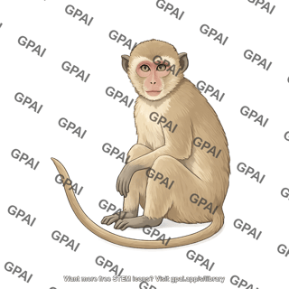 Cynomolgus monkey female