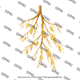 Roots with nodules 2