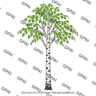 Birch
