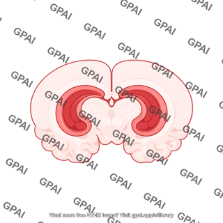 Mouse brain coronal hippocampus medial mammillary nucleus