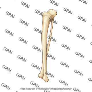 Mouse tibia and fibula lateral