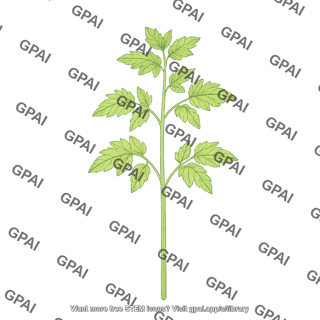 Tomato young plant 02