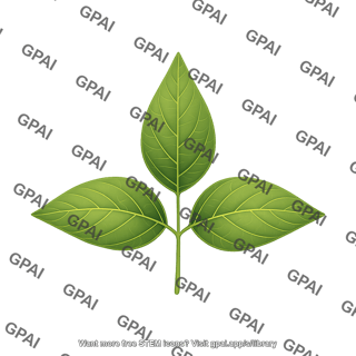 Soybean trifolate leaf pointed ovate