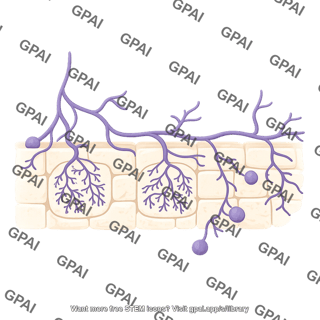 Arbuscular mycorrhiza 02