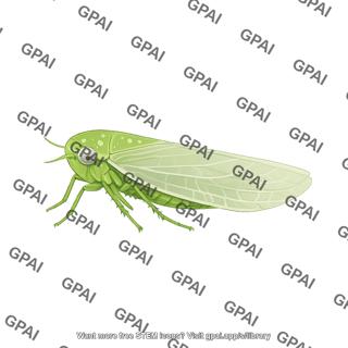 Leafhopper empoasca fabae
