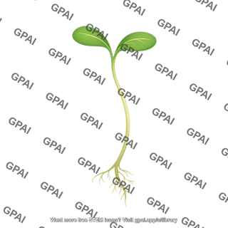 Sunflower sprout