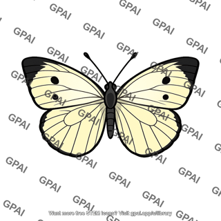 Pierid butterfly