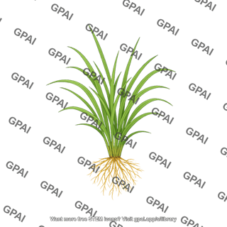 Rice plant young with roots