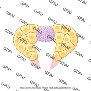 Ring gland drosophila larvae