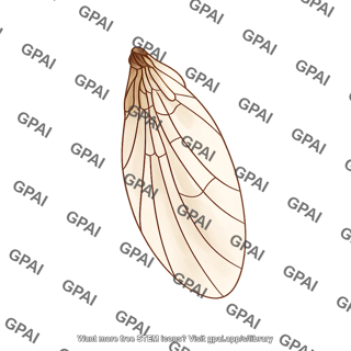 Drosophila wing dorsal