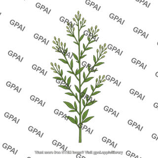 Ruderal plant