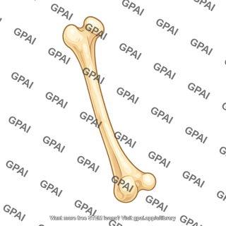Mouse femur medial
