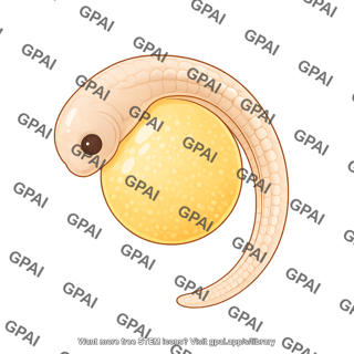 Zebrafish embryo prim 6 stage
