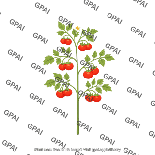 Tomato plant with fruit