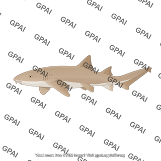 Nurse shark ginglymostoma cirratum