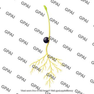 Asparagus seedling