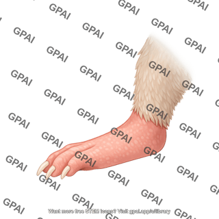 Mouse hind limb dorsal lateral foot