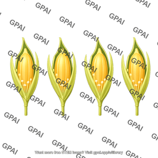 Rice grain ripening in floret 4