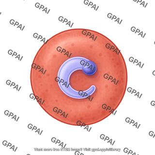 P. ovale 1. ring form