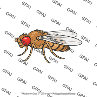 Drosophila fruit fly