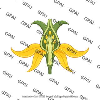 Tomato flower half