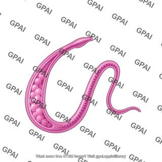 Schistosoma haematobium female