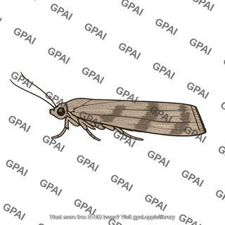 Cactoblastis moth