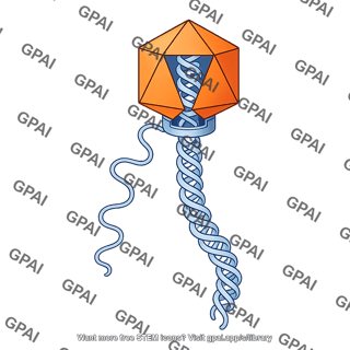 Bacteriophage caspid dna packaging 4
