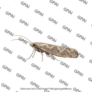 Diamondback moth plutella xylostella female