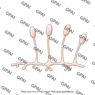 Powdery mildew germinating spore