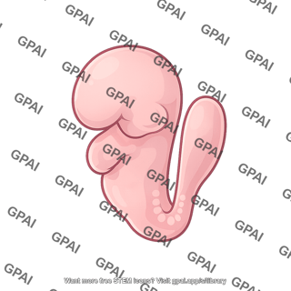 Mouse embryo e8.5