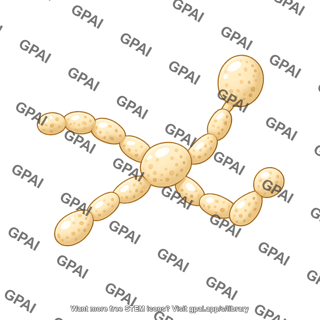 Yeast metschnikowia gruessii 1