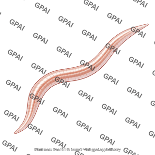 Root knot nematode adult male