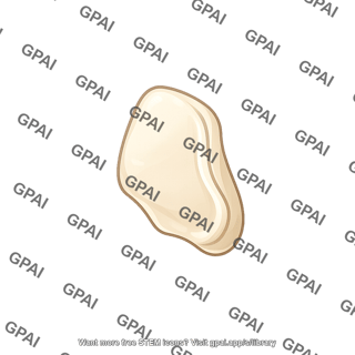 Mouse leg bone patella