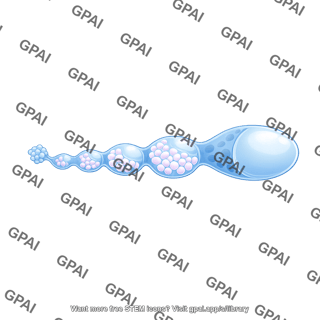 Drosophila ovariole oocyte