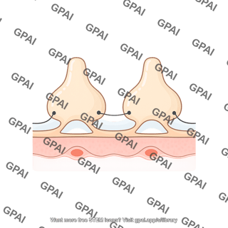 Drosophila filtration barrier nephrocyte