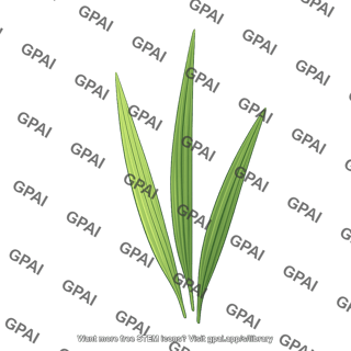 Leaf monocot
