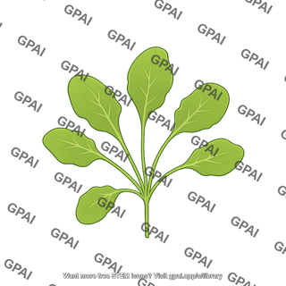 Arabidopsis rosette leaf 7