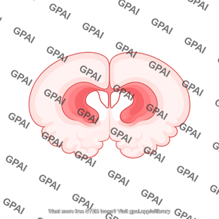Mouse brain coronal lateral ventricles