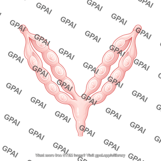Mouse uterus pregnant