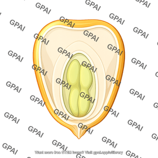Corn grain structure