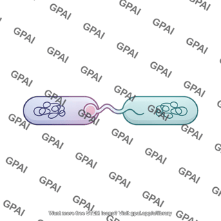 Bacteria conjugation