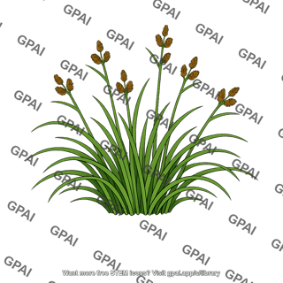 Carex