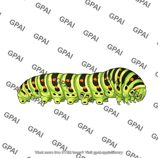 Caterpillar swallowtail